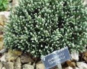  Helichrysum, Curry Plant, Immortelle leafy ornamentals photo, characteristics green