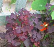 Garden Plants Wood Sorrel, Whitsun Flower, Green Snob, Sleeping Beauty leafy ornamentals, Oxalis photo, characteristics burgundy,claret