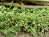 Gartenpflanzen Neuseeland Messingknöpfe dekorative-laub, Cotula leptinella, Leptinella squalida foto, Merkmale grün