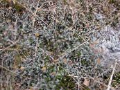 Nouveaux Boutons En Laiton Zélande (Cotula leptinella, Leptinella squalida) Les Plantes Décoratives Et Caduques d'or, les caractéristiques, photo
