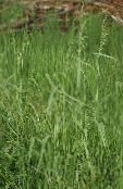 Bowles Golden Grass, Golden Millet Grass, Golden Wood Millet (Milium effusum) Cereals green, characteristics, photo