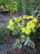 À Double Ancolie (Aquilegia-x-hybrida) Les Plantes Décoratives Et Caduques jaune, les caractéristiques, photo