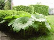 Gartenpflanzen Parasollblad, Shieldleaf Roger Blumen dekorative-laub, Astilboides-tabularis foto, Merkmale grün