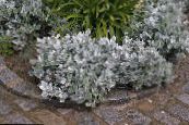 Garden Plants Dusty Miller, Silver Ragwort leafy ornamentals, Cineraria-maritima photo, characteristics silvery