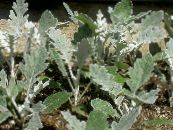 Garden Plants Dusty Miller, Silver Ragwort leafy ornamentals, Cineraria-maritima photo, characteristics silvery