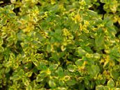 des plantes de jardin Thym Citron les plantes décoratives et caduques, Thymus-citriodorus photo, les caractéristiques panaché