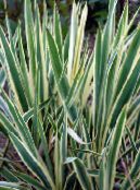 Le piante da giardino L'ago Di Adam, Yucca Spoonleaf, Ago-Palm ornamentali a foglia, Yucca filamentosa foto, caratteristiche variegato