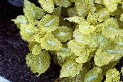 Garden Plants Dead nettle, Spotted Dead Nettle leafy ornamentals, Lamium-maculatum photo, characteristics yellow
