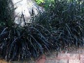 Lily-turf, Snake's beard, Black Dragon, Black Mondo Grass (Ophiopogon) Leafy Ornamentals black, characteristics, photo