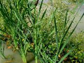  Broadleaf Cattail, Bulrush, Cossack Asparagus, Flags, Reed Mace, Dwarf Cattail, Graceful Cattail aquatic plants, Typha photo, characteristics green