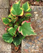Gartenpflanzen Chamäleonpflanze dekorative-laub, Houttuynia foto, Merkmale mannigfaltig