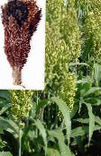 Gartenpflanzen Besen Mais getreide, Sorghum foto, Merkmale grün