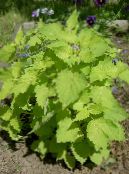 Anise Hyssop, Licorice Mint (Agastache) Leafy Ornamentals yellow, characteristics, photo
