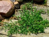 Gartenpflanzen Prostata-Knöterich dekorative-laub, Polygonum aviculare foto, Merkmale grün