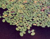 Brasenia, Wasserschild   hell-grün, Merkmale, foto