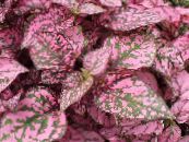  Polka dot plant, Freckle Face leafy ornamentals, Hypoestes photo, characteristics multicolor