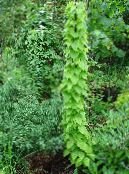 Le piante da giardino Dioscorea Caucasica ornamentali a foglia foto, caratteristiche verde