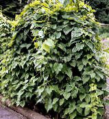 Le piante da giardino Dioscorea Caucasica ornamentali a foglia foto, caratteristiche scuro-verde