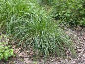 Garden Plants Tufted Hairgrass (Golden Hairgrass) cereals, Deschampsia caespitosa photo, characteristics light green