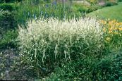 Reed Canary grass (Phalaris arundinacea) Cereals multicolor, characteristics, photo