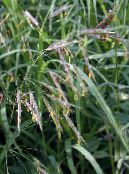 Garden Plants Cheatgrass cereals, Bromus photo, characteristics green