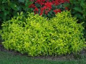 Le piante da giardino Alternanthera ornamentali a foglia foto, caratteristiche chiaro-verde