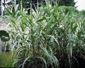 Garden Plants Giant Reed cereals, Arundo Donax photo, characteristics green