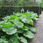 Le piante da giardino Butterbur ornamentali a foglia, Petasites foto, caratteristiche verde