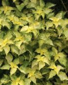 des plantes de jardin False Nettle, Boehmeria Japonais les plantes décoratives et caduques photo, les caractéristiques jaune