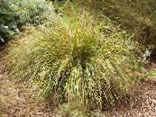 Garden Plants Pheasant's Tail Grass, Feather Grass, New Zealand wind grass cereals, Anemanthele lessoniana, Stipa arundinacea photo, characteristics yellow
