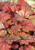 Gartenpflanzen Heucherella, Schaumigen Glocken dekorative-laub foto, Merkmale rot