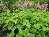 Gartenpflanzen Heucherella, Schaumigen Glocken dekorative-laub foto, Merkmale grün