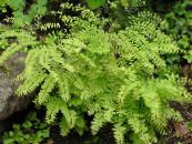 Northern Maidenhair Fern, Five-finger fern, Five-fingered Maidenhair, American Maidenhair (Adiantum)  light green, characteristics, photo