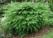 Northern Maidenhair Fern, Five-finger fern, Five-fingered Maidenhair, American Maidenhair (Adiantum)  green, characteristics, photo