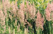 Feather reed grass, Striped feather reed (Calamagrostis) Cereals green, characteristics, photo