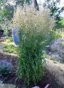 Gartenpflanzen Feder Schilfgras, Gestreifte Feder Schilf getreide, Calamagrostis foto, Merkmale grün
