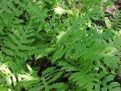 Netted Chain Fern (Woodwardia areolata)  green, characteristics, photo
