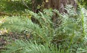 Virginia Kette Fern (Woodwardia virginica) Farne grün, Merkmale, foto