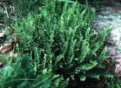 Gartenpflanzen Woodsia farne foto, Merkmale grün