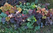 Garden Plants Heuchera, Coral flower, Coral Bells, Alumroot leafy ornamentals photo, characteristics multicolor