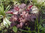 Heuchera, Coral flower, Coral Bells, Alumroot  Leafy Ornamentals burgundy,claret, characteristics, photo