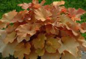 Heuchera, Coral flower, Coral Bells, Alumroot  Leafy Ornamentals brown, characteristics, photo