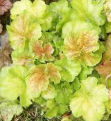 Heuchera, Coral flower, Coral Bells, Alumroot  Leafy Ornamentals light green, characteristics, photo