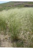 Porcupine Grass (Hesperostipa) Cereals silvery, characteristics, photo