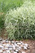 Garden Plants Ribbon Grass, Reed Canary Grass, Gardener's Garters cereals, Phalaroides photo, characteristics multicolor