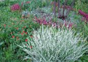 Gartenpflanzen Bandgras, Rohrglanzgras, Strumpfbänder Gärtner getreide, Phalaroides foto, Merkmale mannigfaltig