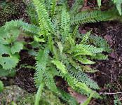 Garden Plants Blechnum ferns photo, characteristics green