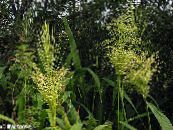 des plantes de jardin Riz Sauvage Nord des céréales, Zizania aquatica photo, les caractéristiques clair-vert