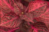 des plantes de jardin Feuillesang, Le Gésier De Poulet, Iresine photo, les caractéristiques rouge