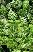 Garden Plants Bloodleaf, Chicken Gizzard leafy ornamentals, Iresine photo, characteristics green